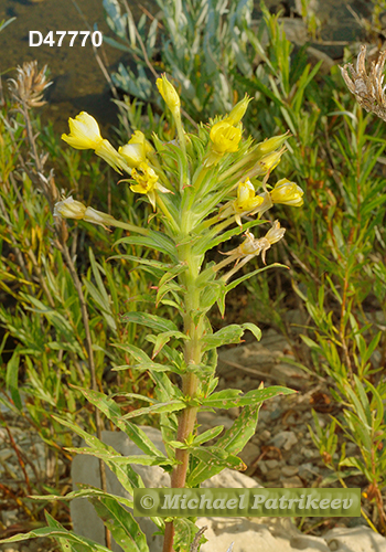 Oenothera oakesiana (Oakes' Evening Primrose, Onagraceae)